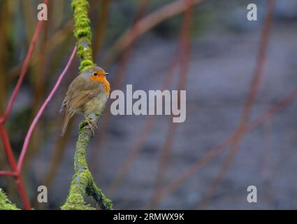 Robin arroccato su una brach ricoperta di muschio e lichene Foto Stock