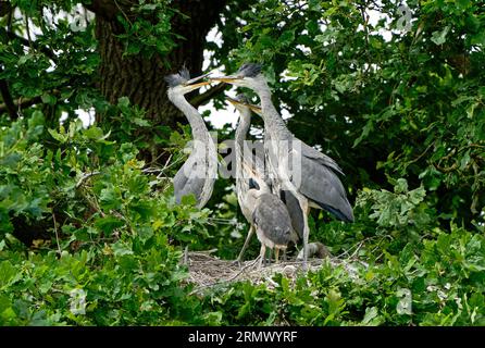 Coppia di Herons grigi adulti-Ardea Cinerea e giovani o in fuga sul nido. Foto Stock