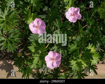 Un piccolo gruppo di fiori di Geranium sanguineum "Vision Pink" che rendono attraente la copertura del terreno Foto Stock