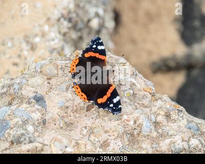 Un primo piano di una farfalla rossa ammiraglio (Vanessa atalanta) appoggiata su una roccia Foto Stock