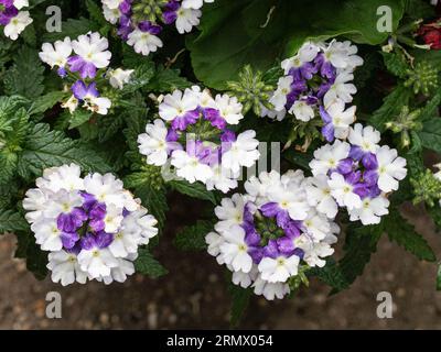 Un gruppo di fiori viola e bianchi di Verbena "Showboat Blue Fizz" Foto Stock