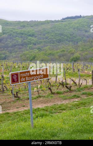 Strada del vino vicino a Saint-Veran e Macon, Borgogna, Francia Foto Stock