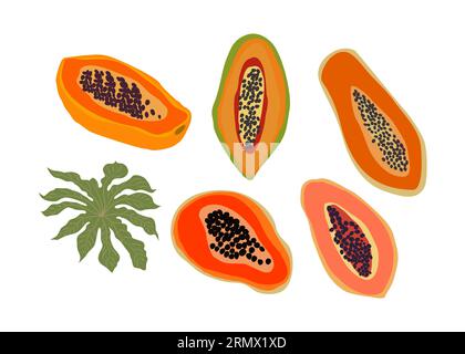 Set vettoriale di frutta Papaya astratta disegnata a mano. Illustrazione Vettoriale
