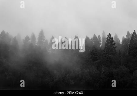 Foggy Forest. Abeti nelle nuvole. Boschi nebbiosi con cime degli alberi nella nebbia Foto Stock