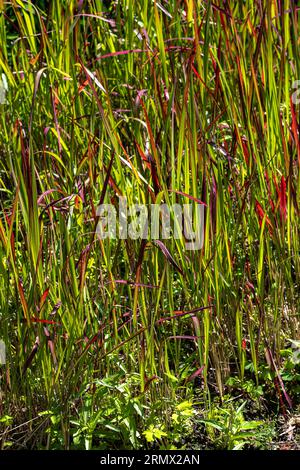 Erba ematica giapponese (Imperata cylindrica «Ruby») Foto Stock