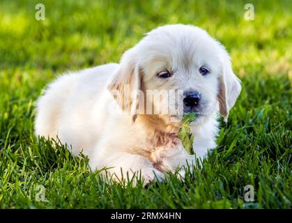 Cuccioli Golden Retriever color crema o platino che giocano su prati erbosi Foto Stock