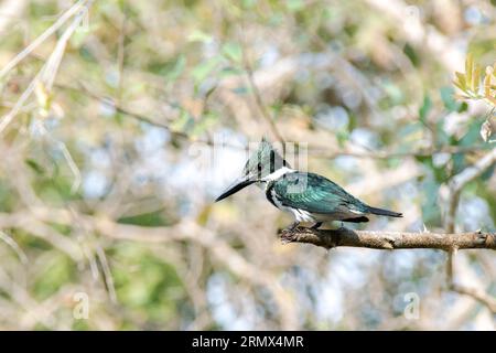 Di inanellare Kingfisher, Megaceryle torquata, appollaiato su un ramo del Pantanal, Mato Grosso, Brasile, Sud America Foto Stock