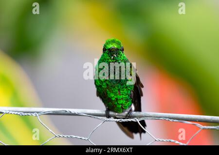Amazilia Tobaci, un colibrì verde scintillante arroccato in rame, arroccato su una recinzione metallica con sfondo colorato Foto Stock