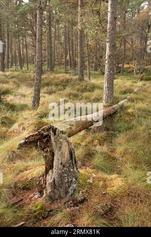 Anagach Wood vicino a Grantown on Spey, Cairngorms, Scozia, Regno Unito Foto Stock