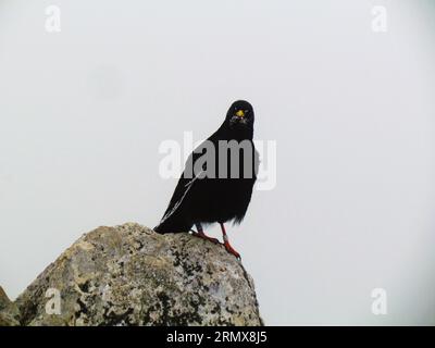 Alpine chough sitting on a rock staring at the camera Foto Stock