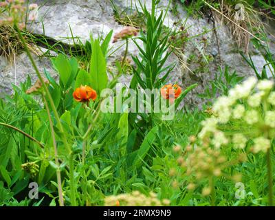 Primo piano della pianta di mela dorata (Lilium carniolicum) che cresce in mezzo alla vegetazione lussureggiante Foto Stock