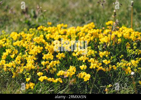 Gorse spagnole o Carqueixa, genista tridentata fiori gialli simili a piselli. La fiorente ginestra spagnola genista Foto Stock