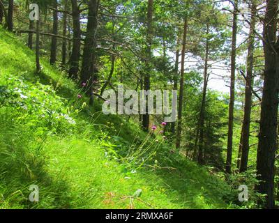 Foresta di pini (Pinus sylvestris) con rigoglioso sottobosco e fiori columbari (Scabiosa columbaria) di fronte (Slovenia) Foto Stock