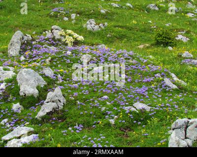 Giardino roccioso di Globularia nudicaulis con una piccola toppa di montagna (Dryas octopetala) che cresce nella parte posteriore Foto Stock