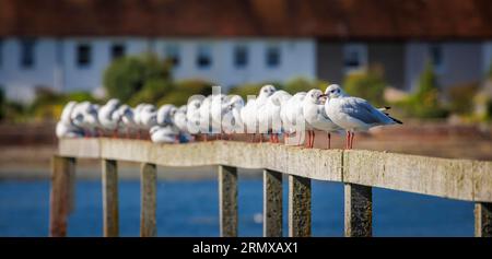 Una fila di gabbiani comuni (Larus canus) arroccati e preda su un molo a Bosham, un villaggio sulla costa meridionale nel porto di Chichester, West Sussex, Regno Unito Foto Stock