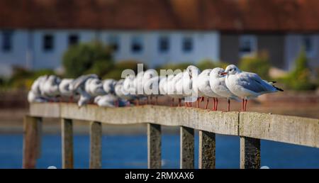 Una fila di gabbiani comuni (Larus canus) arroccati e preda su un molo a Bosham, un villaggio sulla costa meridionale nel porto di Chichester, West Sussex, Regno Unito Foto Stock