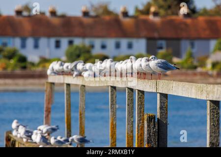 Una fila di gabbiani comuni (Larus canus) arroccati e preda su un molo a Bosham, un villaggio sulla costa meridionale nel porto di Chichester, West Sussex, Regno Unito Foto Stock