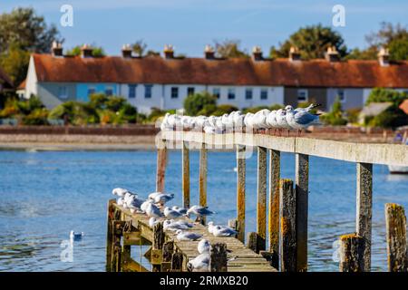 Una fila di gabbiani comuni (Larus canus) arroccati e preda su un molo a Bosham, un villaggio sulla costa meridionale nel porto di Chichester, West Sussex, Regno Unito Foto Stock