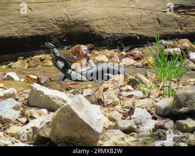 Coppia di serpenti a base di adder (Vipera berus) Foto Stock