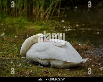 Adult female swan resting with her head tucked in between her wings next to the water. Stock Photo