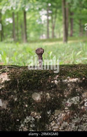 A single vintage handmade metal nail sticking out of an abandoned concrete foundation. Stock Photo