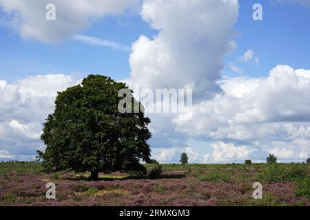 Oak tree in a heath field in the Netherlands in August with blooming heather, blue sky and clouds. Location 'Ginkelse Heide' near Ede. Stock Photo