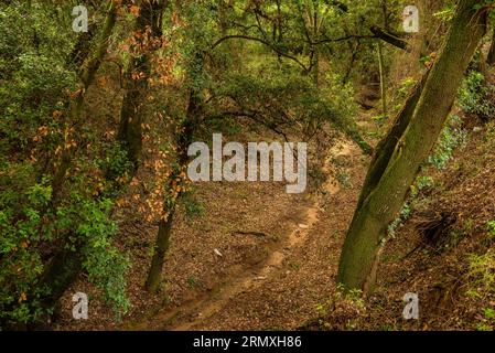 Foresta di querce vicino alla fontana del Rettore, a Santa Eulàlia de Roncaana, in una mattina di primavera (Vallès Oriental, Barcellona, Catalogna, Spagna) Foto Stock