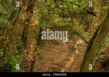 Foresta di querce vicino alla fontana del Rettore, a Santa Eulàlia de Roncaana, in una mattina di primavera (Vallès Oriental, Barcellona, Catalogna, Spagna) Foto Stock