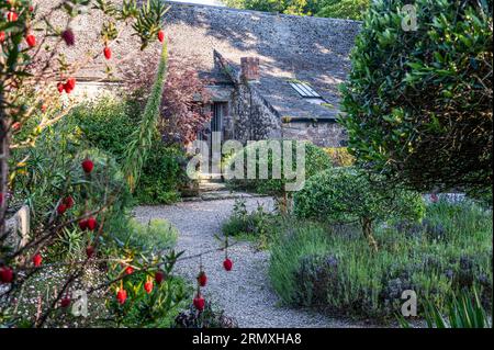 Giardino recintato con lavanda e olivi tagliati. Conversione di loft di fiori del XVIII secolo vicino a Penzance in Cornovaglia, Regno Unito Foto Stock