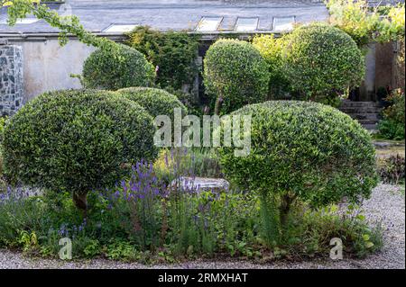 Giardino murato piantato con alberi tagliati fuori dalla conversione di loft di fiori del XVIII secolo vicino a Penzance in Cornovaglia, Regno Unito Foto Stock