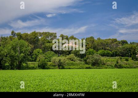 Campi verdi e una casa nella foresta di Santa Eulàlia de Roncana (Vallès Oriental, Barcellona, Catalogna, Spagna) ESP: Campos verdes y una casa Foto Stock