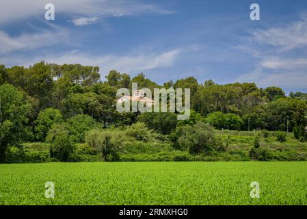 Campi verdi e una casa nella foresta di Santa Eulàlia de Roncana (Vallès Oriental, Barcellona, Catalogna, Spagna) ESP: Campos verdes y una casa Foto Stock