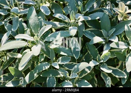 Sage Plant al Cleveland Botanical Garden, Cleveland, Ohio Foto Stock