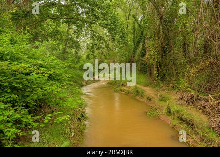 Dintorni del fiume Tenes che attraversa Santa Eulàlia de Roncaana in primavera (Vallès Oriental, Barcellona, Catalogna, Spagna) Foto Stock