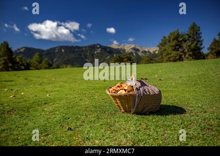 Cesto pieno di funghi in autunno su un prato vicino a Cap del Ras, sulla parete nord del Moixeró, parco naturale Cadí-Moixeró, Cerdanya, Pirenei, Catalogna Foto Stock
