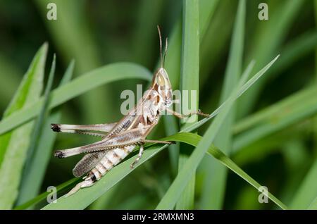 Ammirevole Grasshopper, Syrbula admirabilis, maschio Foto Stock