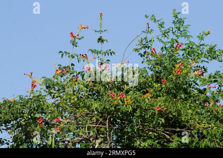 Tromba Creeper, Campsis radicans Foto Stock