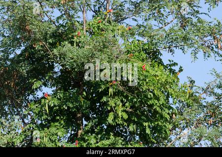 Tromba Creeper, Campsis radicans Foto Stock