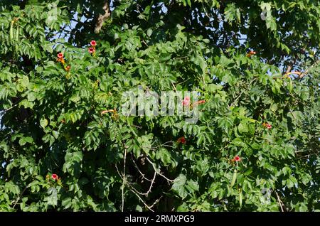 Tromba Creeper, Campsis radicans Foto Stock