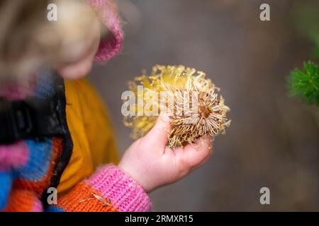 bambino che tiene in mano un fiore di banksia in australia Foto Stock