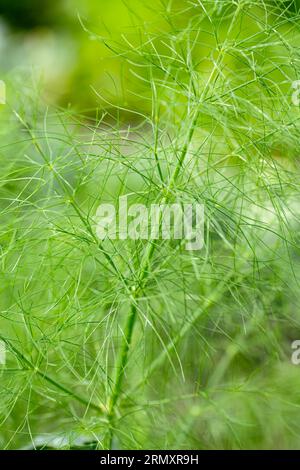 Il bellissimo finocchio filigrana lascia nel nostro giardino Foto Stock