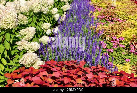 Salvia, coleus e ortensia 'Victoria Blue' al Cleveland Botanical Garden, Cleveland, Ohio Foto Stock