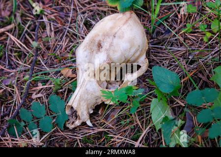 Il cranio di un animale che giace nella foresta, primo piano. Il concetto di morte e di vita. Foto Stock