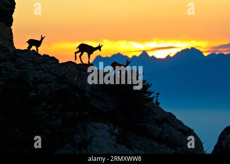 FRANCIA. ISERE (38) PARCO NATURALE DEL VERCORS. CAMOSCIO DI FRONTE AI CRINALI DI BELLEDONNE Foto Stock