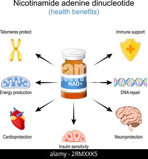 Benefici per la salute di NAD+. NAD Plus. Effetto benessere di un Nicotinamide adenina dinucleotide. Terapia anti-invecchiamento. Illustrazione vettoriale Illustrazione Vettoriale