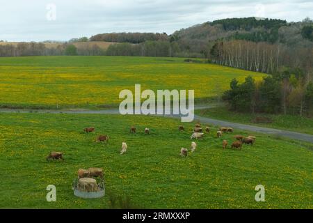 Un branco di mucche Charolais pascolano su un pascolo verde in primavera. Concetto di bestiame. Foto Stock