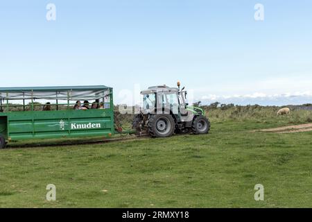 Un trattore con rimorchio trasporta i turisti attraverso un campo verde in un'escursione al faro di Rubjerg Knude, Danimarca Foto Stock