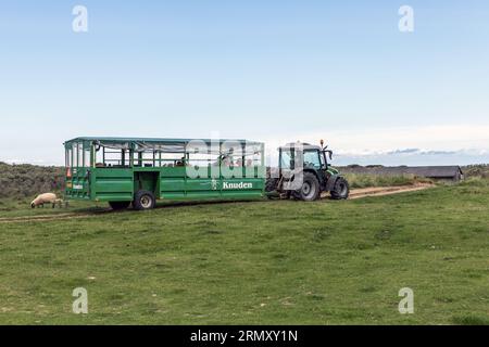Un trattore con rimorchio trasporta i turisti attraverso un campo verde in un'escursione al faro di Rubjerg Knude, Danimarca Foto Stock