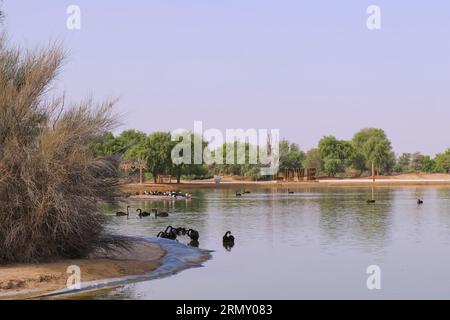 Vista del lago artificiale con cigni neri e firma LOVE ai laghi di al Qudra nella riserva naturale al Marmoom Desert Conservation Reserve. Foto Stock