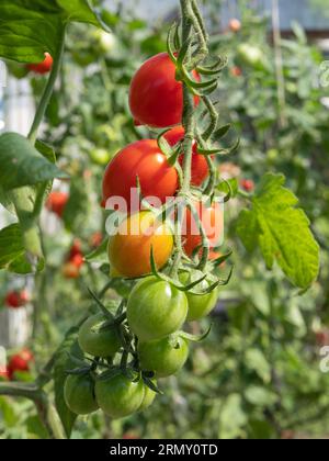 A sprig of tomatoes ripening in a home greenhouse. Organic vegetable cultivation. Summer, sunny day. Natural daylight. Stock Photo